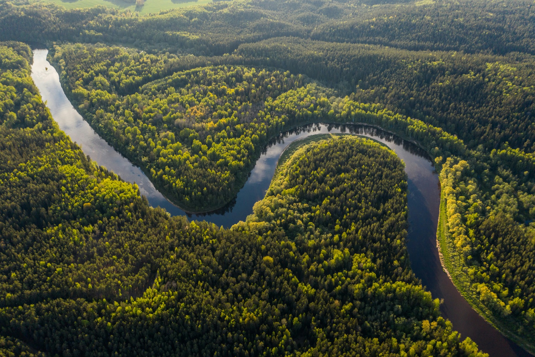 Defrișările în Amazon au ajuns la minimul istoric, în contextul alegerilor prezidențiale din Brazilia