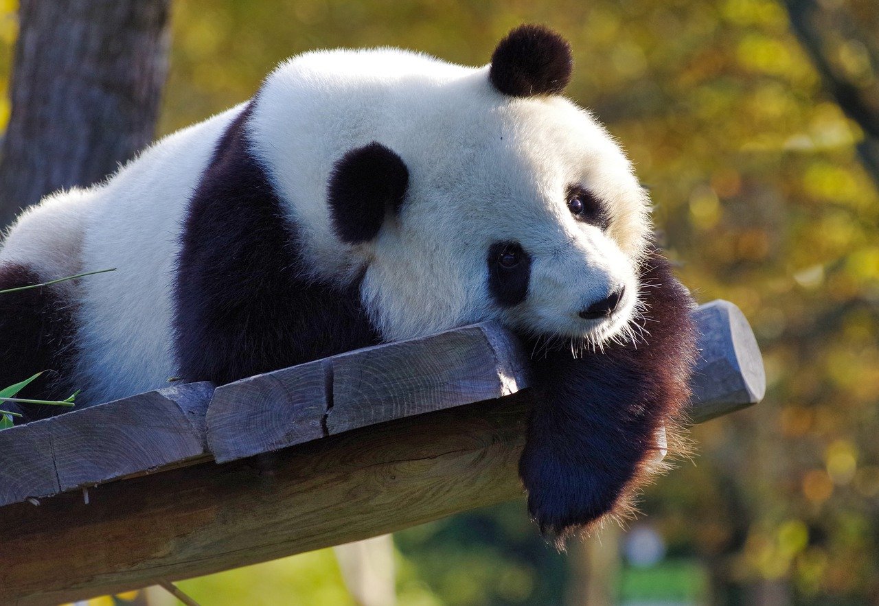 Semnal de detensionare între Washington și Beijing prin reluarea diplomației panda