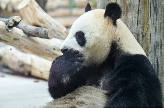 Diplomația panda: Ping Ping și Fu Shuang au sosit în Statele Unite după summitul de la Washington